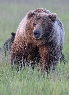 Lodge: Brown bear sow goes eye to eye with the photographer
