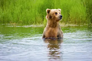 Keren: Brown Bear standing on Brooks River, Katmai National