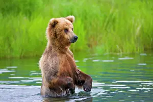 Keren: Brown Bear standing in Brooks River, Katmai National