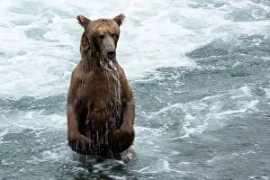 Renato Granieri: Brown Bear standing in the river