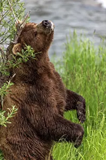 Renato Granieri: Brown Bear standing and scratching its back against a tree