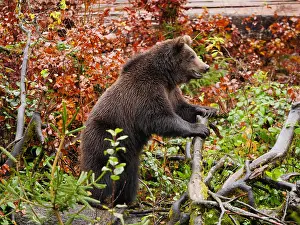 040319: Brown Bear- standing upright with autumn foliage