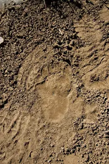 Pugmarks: Brown Bear - track in wild
