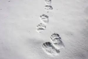 Pugmarks: Brown Bear - tracks in snow