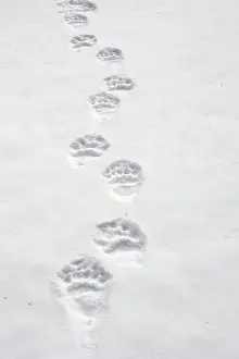 Pugmarks: Brown Bear - tracks in snow