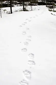 Track: Brown Bear - tracks in snow