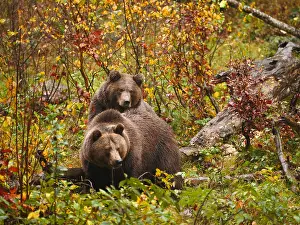 040319: Brown Bear-two of them in autumn leaves, Bayerischer