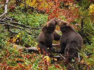 040319: Brown Bear-two young bears are playing in autumn