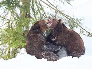 Bayerischer: Brown Bear-two young bears are playing in snow, Bayerischer
