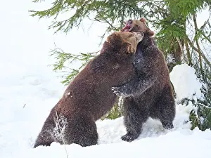 Bayerischer: Brown Bear-two young bears are playing in snow, Bayerischer