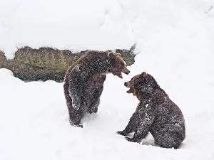 Snowfall: Brown Bear-two young bears are playing in snow, Bayerischer