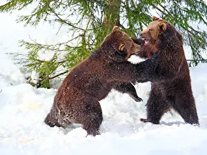 040319: Brown Bear-two young bears are playing in snow, Bayerischer