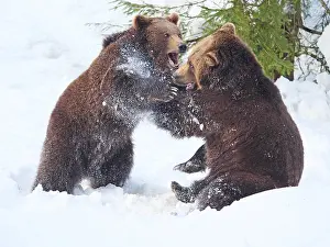 Snowfall: Brown Bear-two young bears are playing in snow, Bayerischer