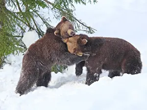 Snowfall: Brown Bear-two young bears are playing in snow, Bayerischer