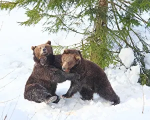 040319: Brown Bear-two young bears are playing in snow, Bayerischer