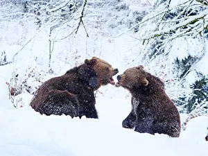 Snowfall: Brown Bear-two young bears are playing in snow, Bayerischer