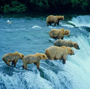 Salmonid: Brown bear (Ursus arctos)