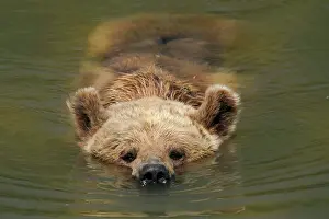Cool: Brown bear (Ursus arctos) bathes in pond, France