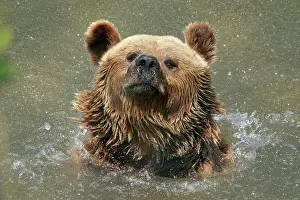 Cool: Brown bear (Ursus arctos) bathes in pond, France