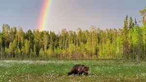 Prismatic: Brown bear (Ursus arctos ) in a bog with fruiting