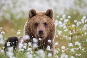 Sedge: Brown bear (Ursus arctos) in a bog with fruiting