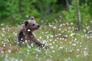 Sedge: Brown bear (Ursus arctos) in a bog with fruiting