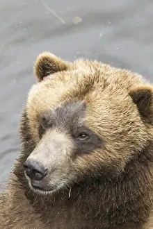060219: brown bear, Ursus arctos, (C) Southeast Alaska, USA