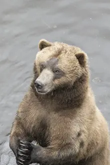 Doc White: brown bear, Ursus arctos, (C) Southeast Alaska, USA