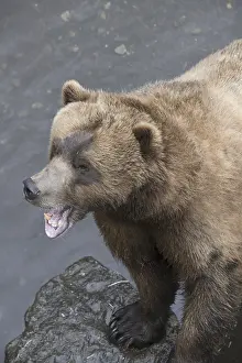 Doc White: brown bear, Ursus arctos, (C) Southeast Alaska, USA