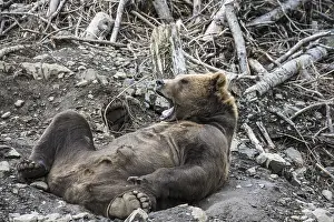 Doc White: brown bear, Ursus arctos, (C) Southeast Alaska, USA