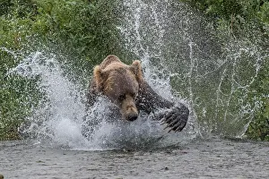 Brooks: Brown bear (Ursus arctos) chasing salmon, Brooks