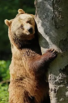 Arctos: Brown bear (Ursus arctos) climbing a tree, Germa