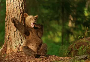 Snouts: Brown Bear (Ursus arctos), cub, Suomussalmi, Kainuu