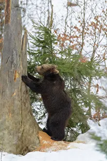 020522: Brown Bear (Ursus arctos), cub stands on tree, winter