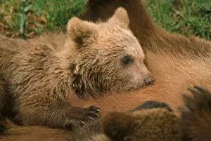 Suckle: BROWN BEAR (ursus arctos), CUB SUCKLING