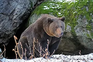 Lair: Brown Bear (Ursus arctos), in front of its den