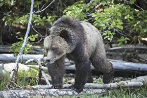 Sedge: Brown bear, Ursus arctos, eating sedge grass