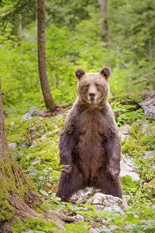 Giving: Brown bear (Ursus arctos) Female standing up to