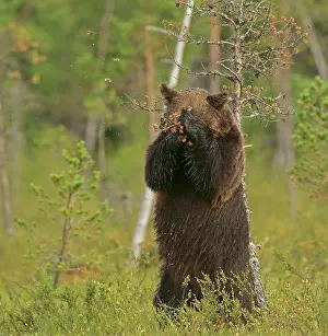 Pictures: Brown bear (Ursus arctos), Finland, Europe