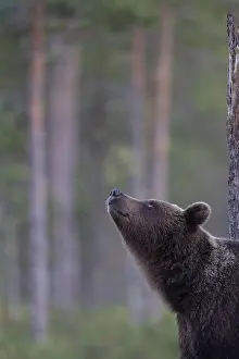 Finnish: Brown bear (Ursus arctos) in the Finnish taiga, Kuusamo