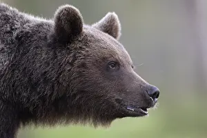 Finnish: Brown bear (Ursus arctos) in the Finnish taiga, Kuusamo