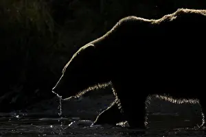 Katmai: A Brown Bear (Ursus arctos horribilis) fishes in