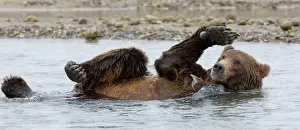 Katmai: Brown Bear (Ursus arctos) Katmai Alaska August