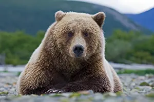 Katmai: Brown Bear (Ursus arctos) Katmai Alaska August