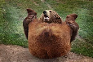 Pictures: Brown Bear (Ursus arctos) laying on the ground