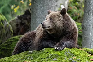 Grown: Brown bear (Ursus arctos) lying on a rock covered