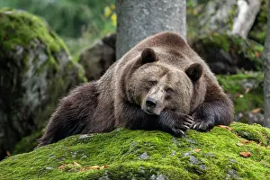 Grown: Brown bear (Ursus arctos) lying on a rock covered