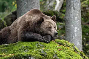 Grown: Brown bear (Ursus arctos) lying on a rock covered