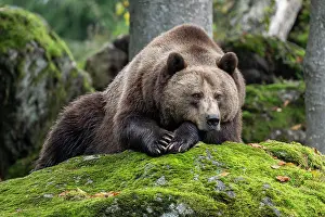 Grown: Brown bear (Ursus arctos) lying on a rock covered