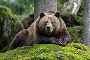 Grown: Brown bear (Ursus arctos) lying on a rock covered